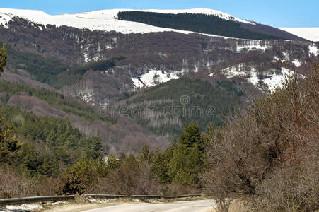 冬天 森林 保加利亚 旅行 天空 风景 季节 松木 分支