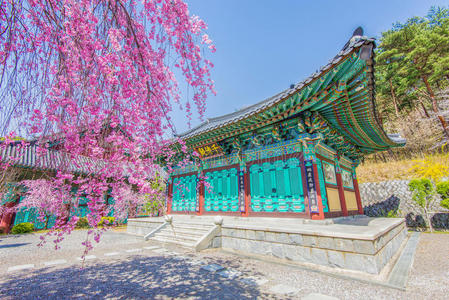 金宝宫与樱花在春天，韩国。