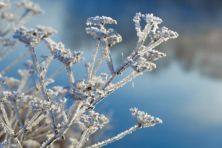 白霜 自然 圣诞节 森林 冬天 分支 雪花 天气 美丽的