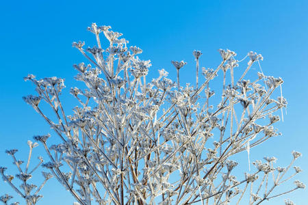 天气 美女 分支 厚的 雪花 白霜 自然 植物 森林 美丽的