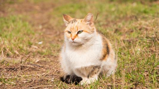 美丽的毛茸茸的三色猫在草丛中