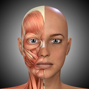 女性面部肌肉解剖照片