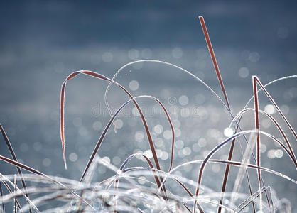 冬天 美女 冷冰冰的 美丽的 自然 灌木 雪花 圣诞节 天气