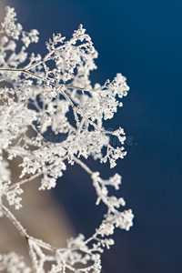 冬天 冷冰冰的 灌木 雪花 寒冷的 植物 天气 美丽的 冻结