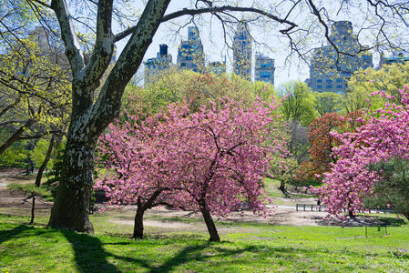 环境 大都市 天际线 地标 城市 四月 建筑 曼哈顿 植物