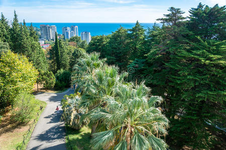 秋天 亚热带 树叶 植物园 公园 俄罗斯 植物 美女 绿色植物