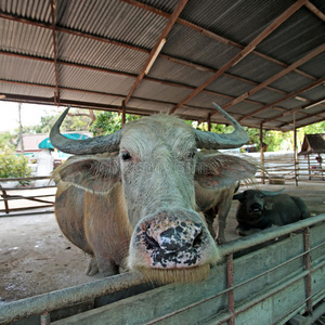 亚洲水牛或BubalusBubalis