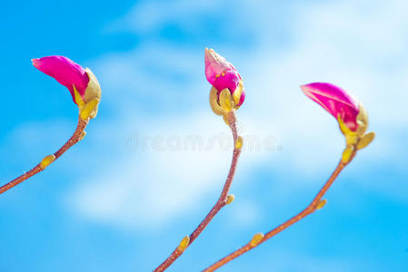 花瓣 植物学 天空 美丽的 生长 颜色 自然 植物 春天