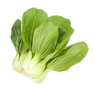 婴儿pakchoy在白色照片