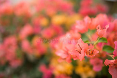 春天 盛开 植物 颜色 三角梅 夏天 植物区系 美丽的 花园