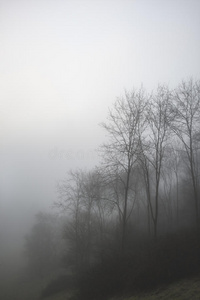 森林 薄雾 阴影 风景 幻想 植物 国家 季节 落下 乡村