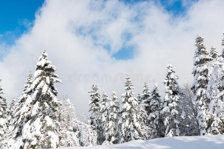 美丽的冬季景观，积雪覆盖树木，降雪。