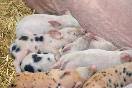 谷仓 动物 食物 小猪 耳朵 哺乳动物 农事 兽群 行业