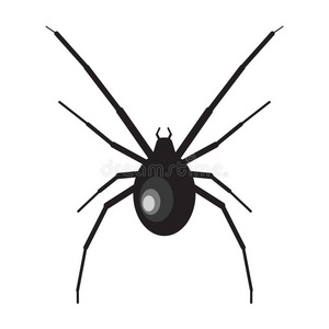 黑寡妇蜘蛛插图。 白色背景上的蜘蛛。 黑寡妇。 蜘蛛插图。 黑寡妇蜘蛛