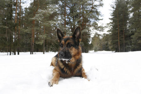 雪上的狗