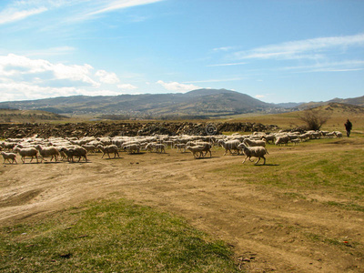 一群羊在山上吃草