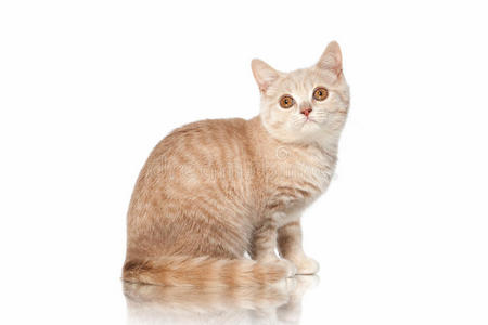猫。 白色背景上的小红奶油英国小猫