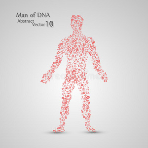 染色体 生物化学 身体 基因 化学 连接 生物学 医学 原子