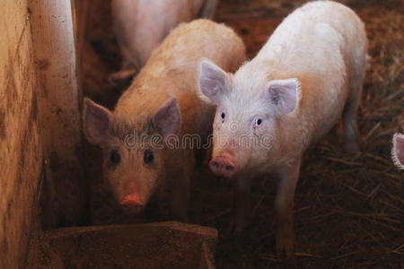 有趣的 领域 宝贝 肖像 农事 哺乳动物 法罗 食物 动物