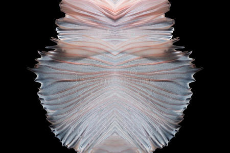 贝塔鱼移动鱼尾的抽象精细艺术