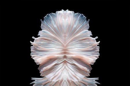 贝塔鱼移动鱼尾的抽象精细艺术