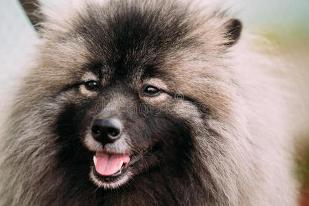 毛茸茸的灰色狗品种德国斯皮茨-最大的斯皮茨狗生男灰狗猎犬格瑞·基