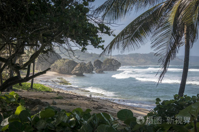 棕榈 印度群岛 天堂 芭丝谢芭 海景 植物区系 加勒比 岩石