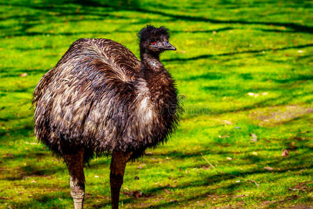 在草地上的EMU