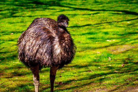 在草地上的EMU