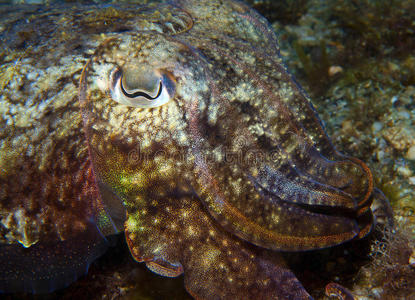 眼睛 水下 在下面 无脊椎动物 海洋 暗礁 动物 潜水 生活