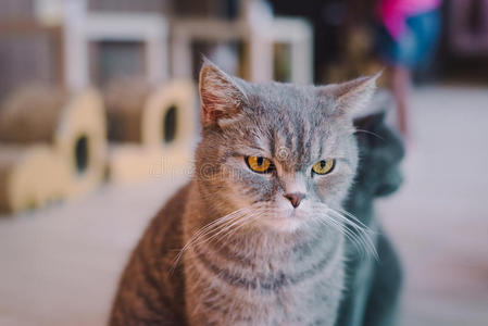 房间里一只猫的肖像，光线柔和，焦点柔和。 主要的焦点是眼睛，而白色的平衡是有意的