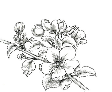 手绘樱花枝绣花李子枝和粉红樱花无缝花纹模板时尚服装, t-shirt 设计