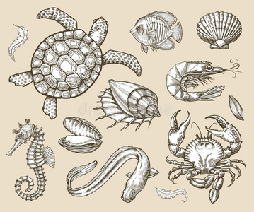 海洋生物仿生设计手绘图片