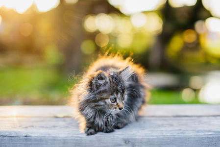 夏天 抽象背景 基蒂 小猫 野生动物