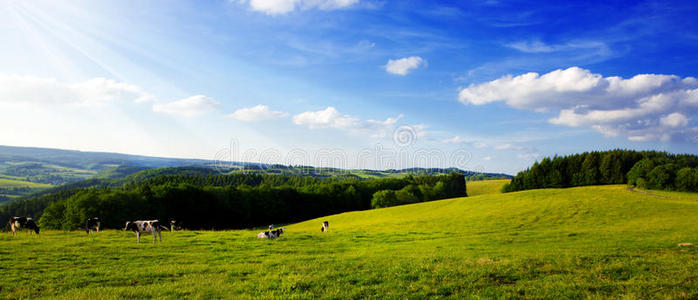 夏天 季节 土地 天空 领域 植物 生态学 风景 云景 阳光