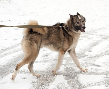 莱卡(哈士奇)西西伯利亚莱卡(哈士奇)东西伯利亚莱卡犬种西伯利亚的狩