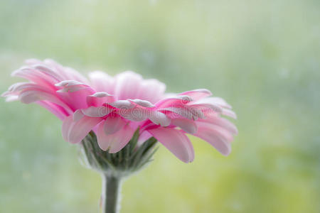 粉红非洲菊