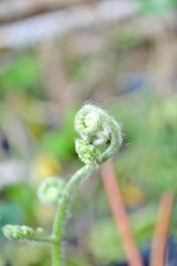 蕨类植物叶子