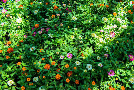 植物区系 花开 理由 生长 开花 花坛 园林绿化 植物学