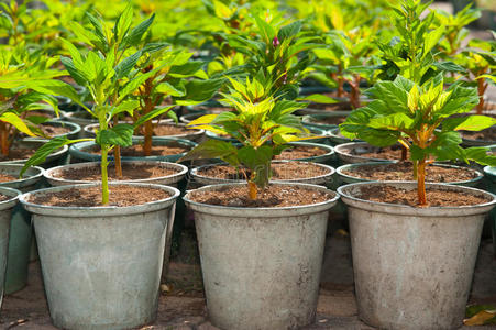 温室 树叶 植物 农业 幼苗 泥炭 肌肽 胡椒粉 花园 园艺