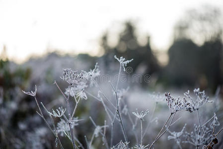 冬天的霜草