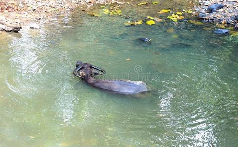 怡宝水亚洲水牛在水里. 卡拉宝.照片