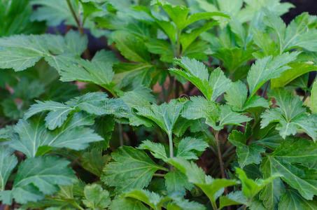 在家里的有机花园里关闭新鲜芹菜坟墓