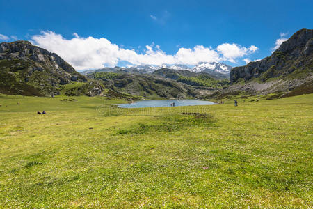 夏天 岩石 草地 坎塔布连山脉 阿斯图里亚斯 西班牙 丘陵