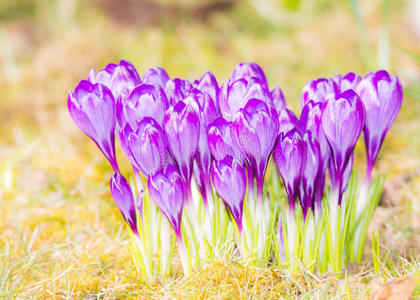 花瓣 花园 自然 盛开 番红花 花的 紫色 特写镜头 草地
