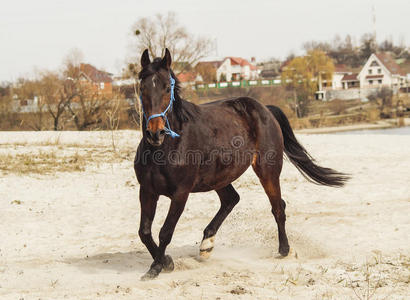 棕色的马在白色的沙子上，背景是浅灰色的天空