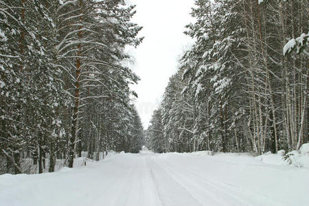 雪松林