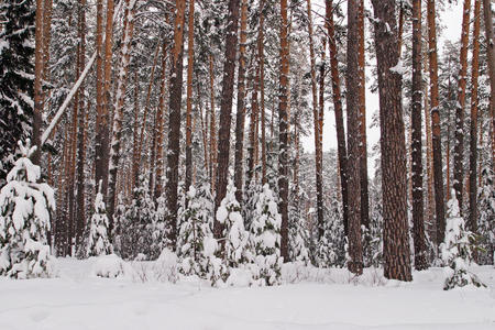 雪松林