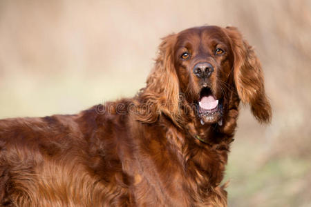 女孩 狩猎 木偶 领域 犬科动物 头发 鼻子 猎犬 动物