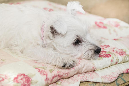 宠物 在室内 小狗 幼犬 肖像 猎犬 可爱极了 高地 毛茸茸的